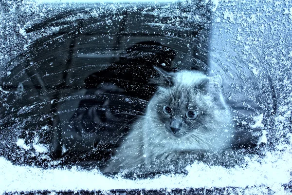 Zimní kočka Stock Snímky