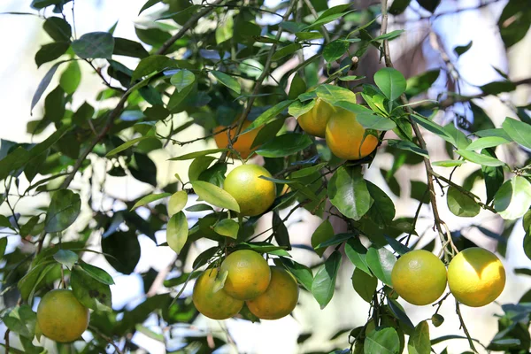 Orange tree — Stock Photo, Image