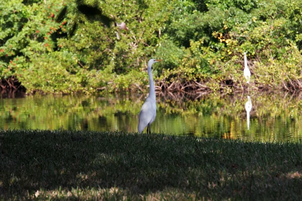 Aves en el lago —  Fotos de Stock