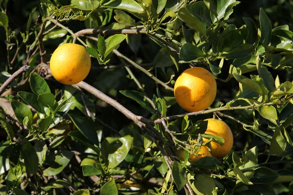 Pomarańczowe drzewa — Zdjęcie stockowe