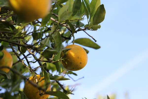 Pomarańczowe drzewa — Zdjęcie stockowe