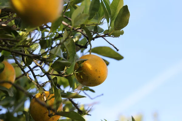 Pomarańczowe drzewa Obraz Stockowy