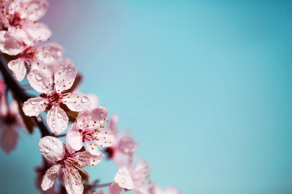 Flores de cereja em gotas de orvalho — Fotografia de Stock