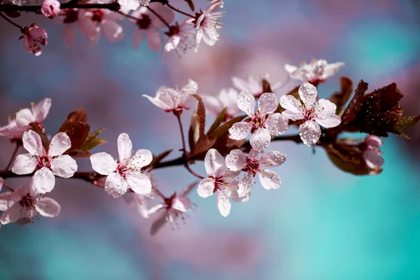 Flowers of cherry in dew drops — Stock Photo, Image