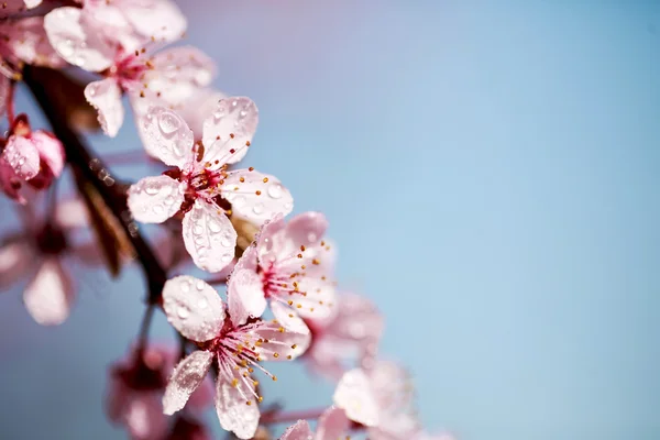 Flowers of cherry in dew drops — Stock Photo, Image