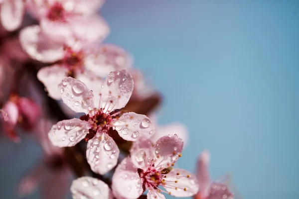 Fiori di ciliegia in gocce di rugiada — Foto Stock