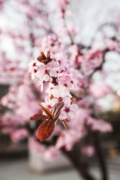 Fiori rosa teneri — Foto Stock