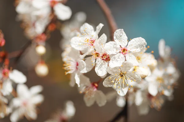 Frühling weiße Blumen mit Tau. — Stockfoto
