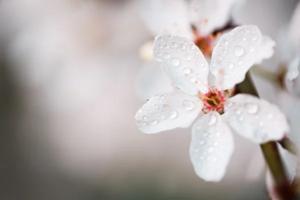 Flores brancas de primavera com orvalho . — Fotografia de Stock