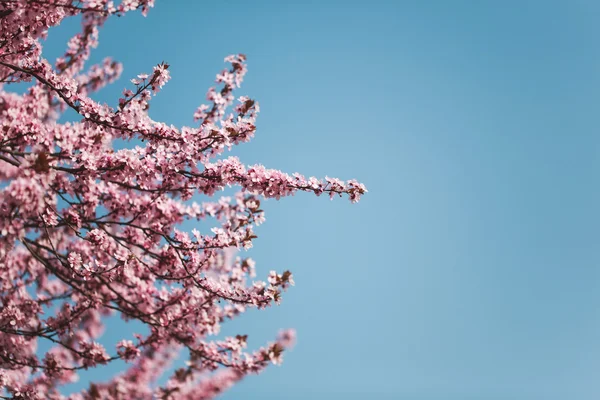 Flores de cerezo en ramas — Foto de Stock