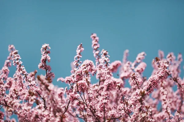 Flores de cerezo en ramas — Foto de Stock