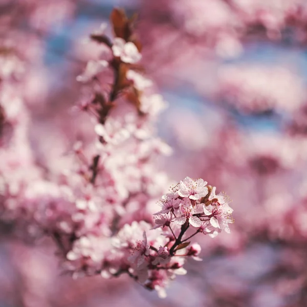 Cherry blossoms on branches — Stock Photo, Image