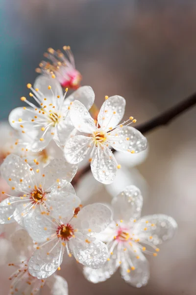 Fiori bianchi primaverili con rugiada . — Foto Stock