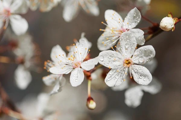 Fiori bianchi primaverili con rugiada . — Foto Stock