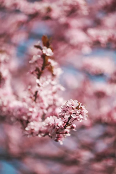 Cherry blossoms on branches — Stock Photo, Image