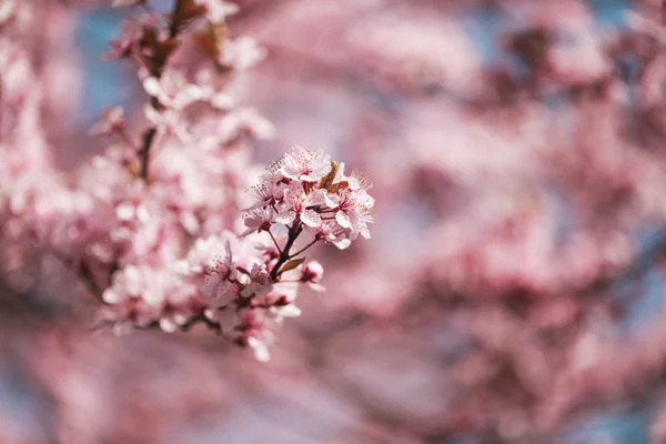 Cherry blossoms on branches — Stock Photo, Image