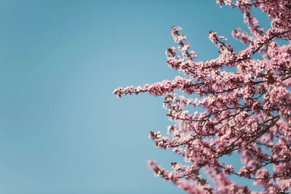 Flores de cerezo en ramas — Foto de Stock