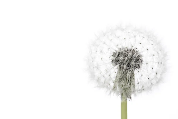 Diente de león aislado en blanco —  Fotos de Stock