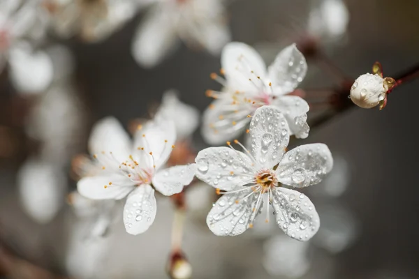 Frühling weiße Blumen mit Tau. — Stockfoto