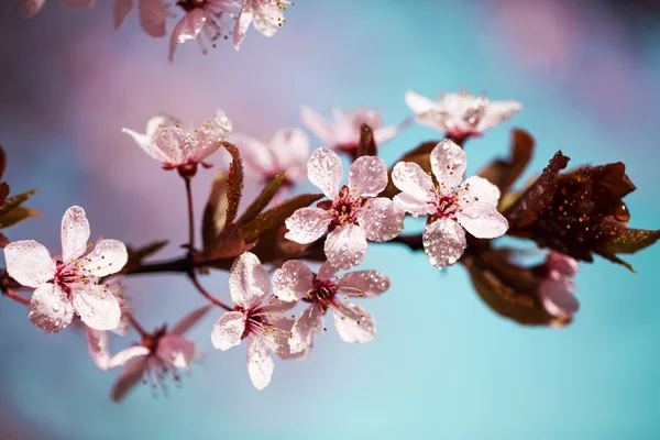 Flores de cereza en gotas de rocío — Foto de Stock