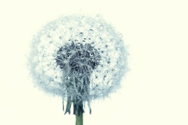 Karahindiba çiğ içinde