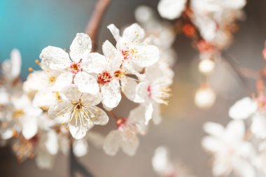 Çiğ beyaz çiçeklerle bahar.