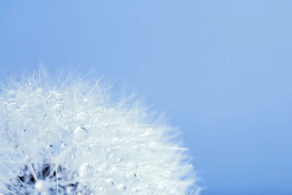 Dandelion in morning dew — Stock Photo, Image