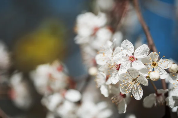 Jarní bílé květy s rosou. — Stock fotografie