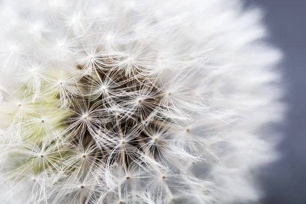 Dandelion flower macro. — Stock Photo, Image