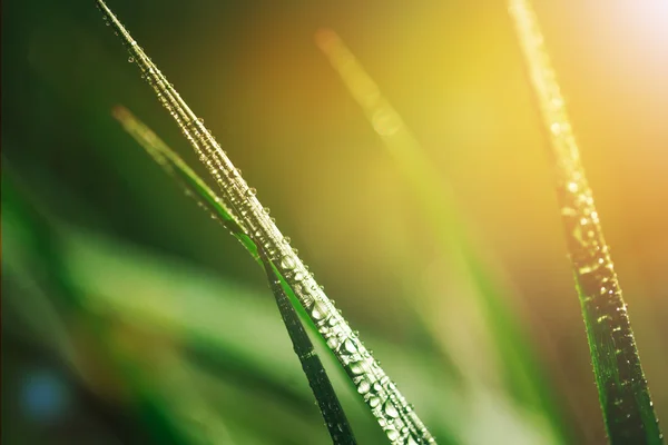 Hierba con gotas de agua de rocío —  Fotos de Stock