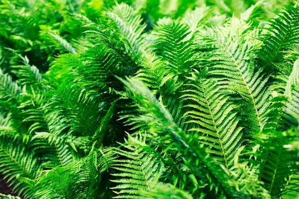 Grön buske av ormbunke i skogen — Stockfoto