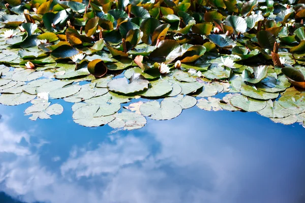 Water lily op vijver — Stockfoto