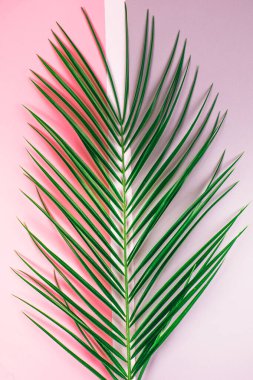 Pembe ve gri arkaplandaki büyük yeşil palmiye yaprağını kapat. Düz konum biçimi, dikey fotoğraf.