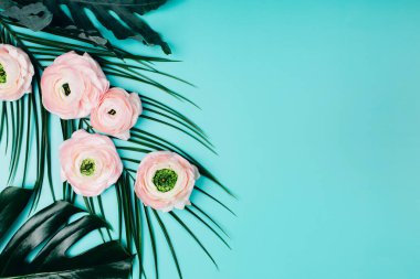 Turkuaz arka planda yeşil tropikal yaprakların karışımı olan Ranunculus pembe çiçekleri. Metin için yer.
