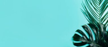 Turkuaz arka planda tropik yeşil yaprakların karışımından yapılmış bir pankart. Metin için yer.