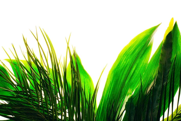 Meng Van Tropische Groene Verse Bladeren Geïsoleerd Witte Achtergrond Zomer — Stockfoto