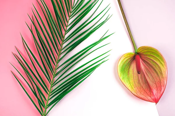ピンクとグレーの背景に美しいアンスリウムの花とヤシの葉 フラットレイアウトスタイル 垂直写真 — ストック写真