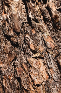 ahşap gövde dokusuna