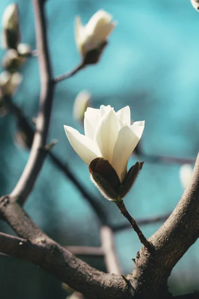 Magnólia virág bimbó virágzik tavasszal — Stock Fotó