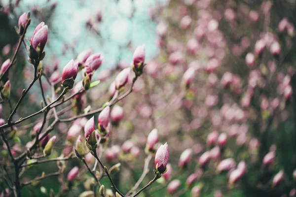 Pink magnolia blooming — Stock Photo, Image