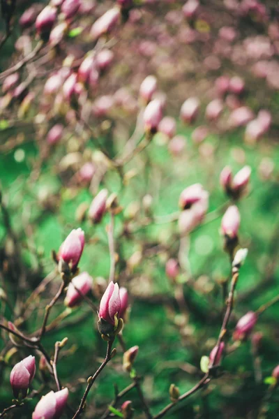 Pink magnolia blooming — Stock Photo, Image