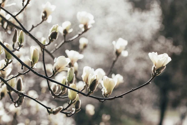 Magnolia virágzó — Stock Fotó