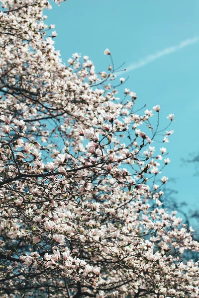 Tavaszi magnolia fa virágok — Stock Fotó