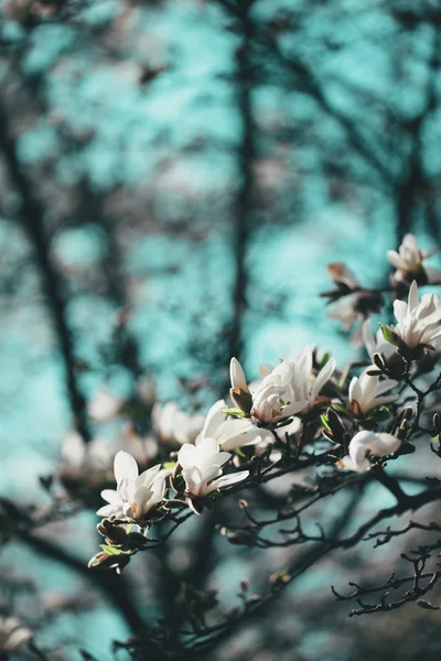 Frühling Magnolienbaum Blumen — Stockfoto