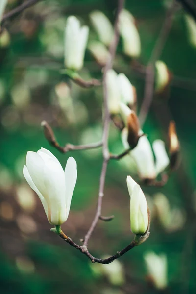 Magnolia som blommar — Stockfoto