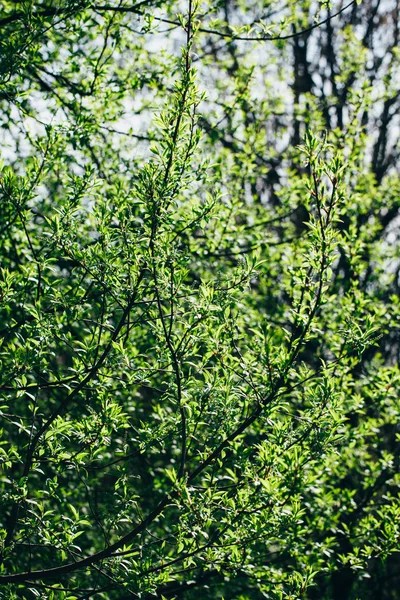 Čerstvé zelené listy — Stock fotografie