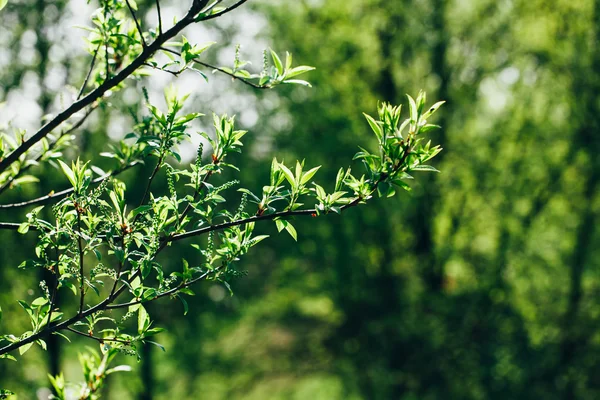 Verse groene bladeren — Stockfoto