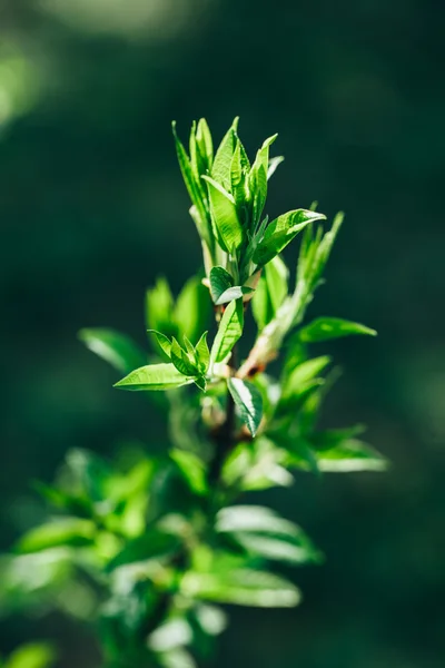 Hojas verdes frescas —  Fotos de Stock