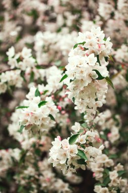 Çiçek açan elma ağacı