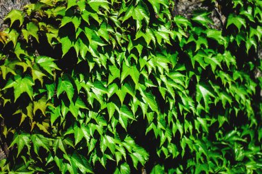 eski taş duvar ve yeşil sarmaşık